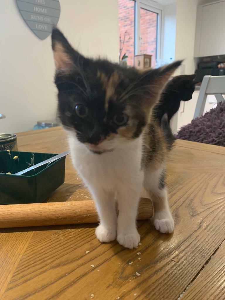 Adorable kittens for sale | in Hexham, Northumberland | Gumtree