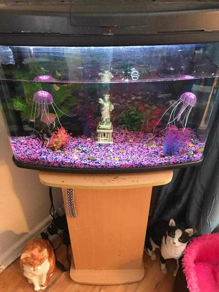 Nice fish tank for sale and fish in Risca, Newport Gumtree