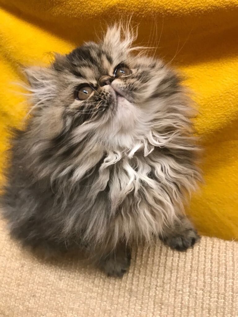 Download Tabby Cat Persian Gif Adopt Siberian Kitten