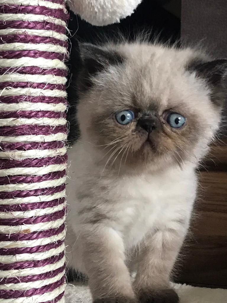 Persian Exotic Kittens | in Bangor, County Down | Gumtree