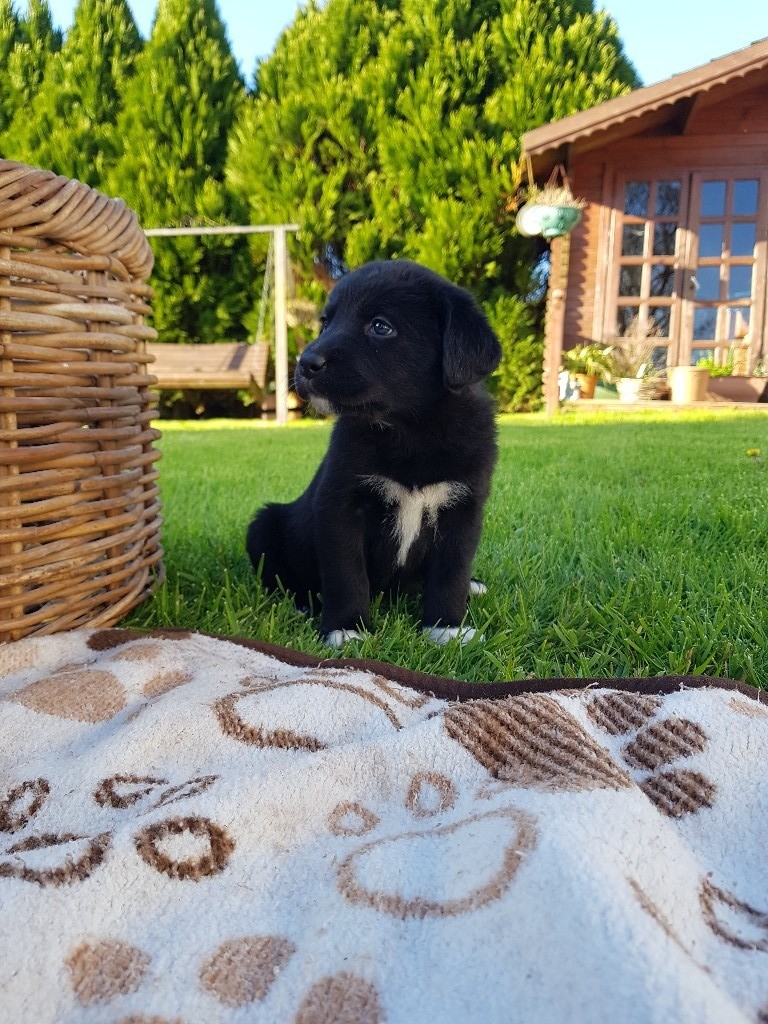Choc labrador X collie puppies for sale in Llangadog, Carmarthenshire