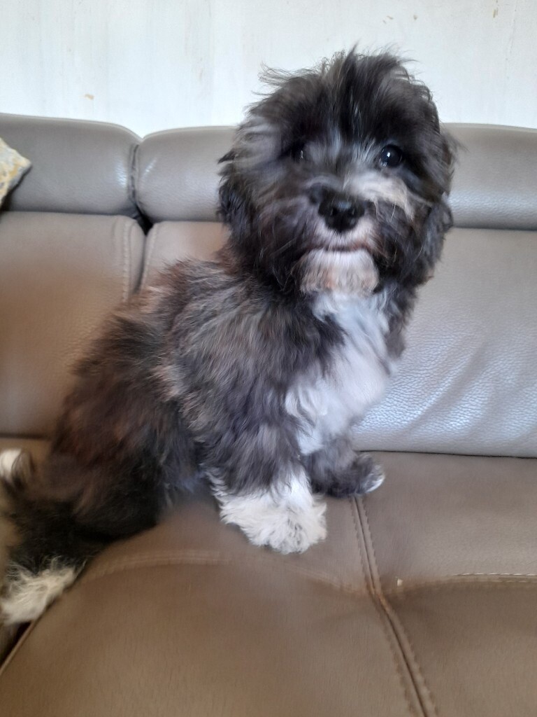 Lhasachon puppies for sale in Montrose, Angus Gumtree