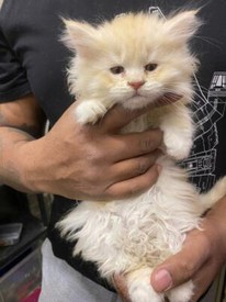 Gccf British Shorthair Kitten For Sale In Middlesbrough North