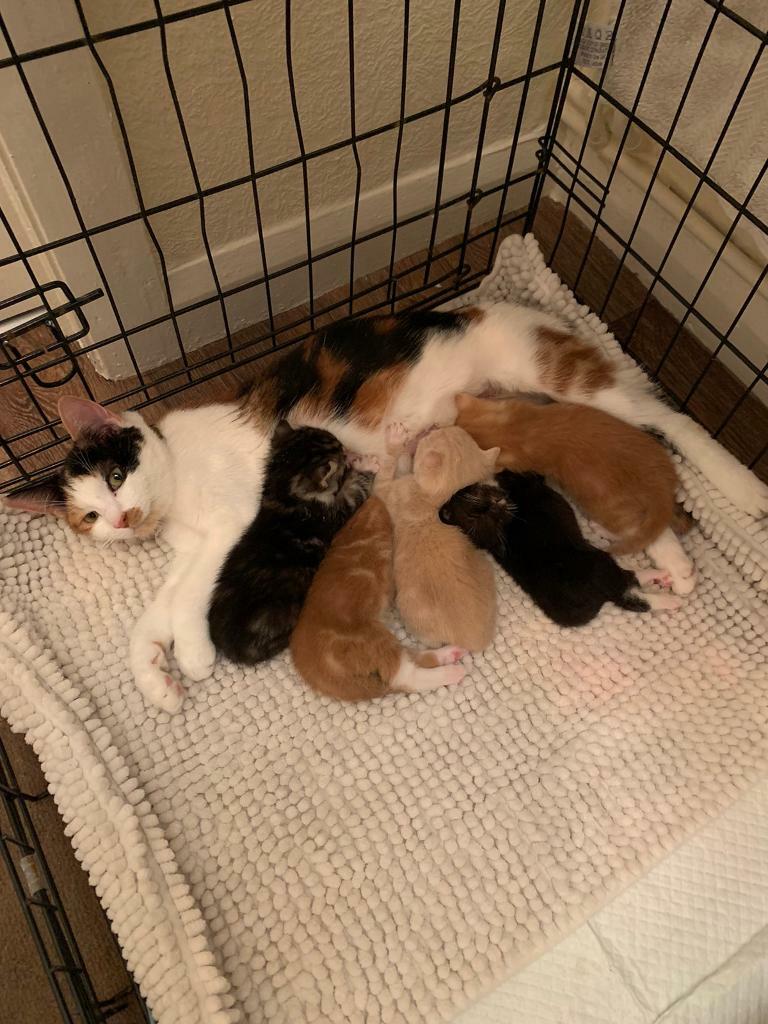 Kittens for sale | in Pontardawe, Swansea | Gumtree