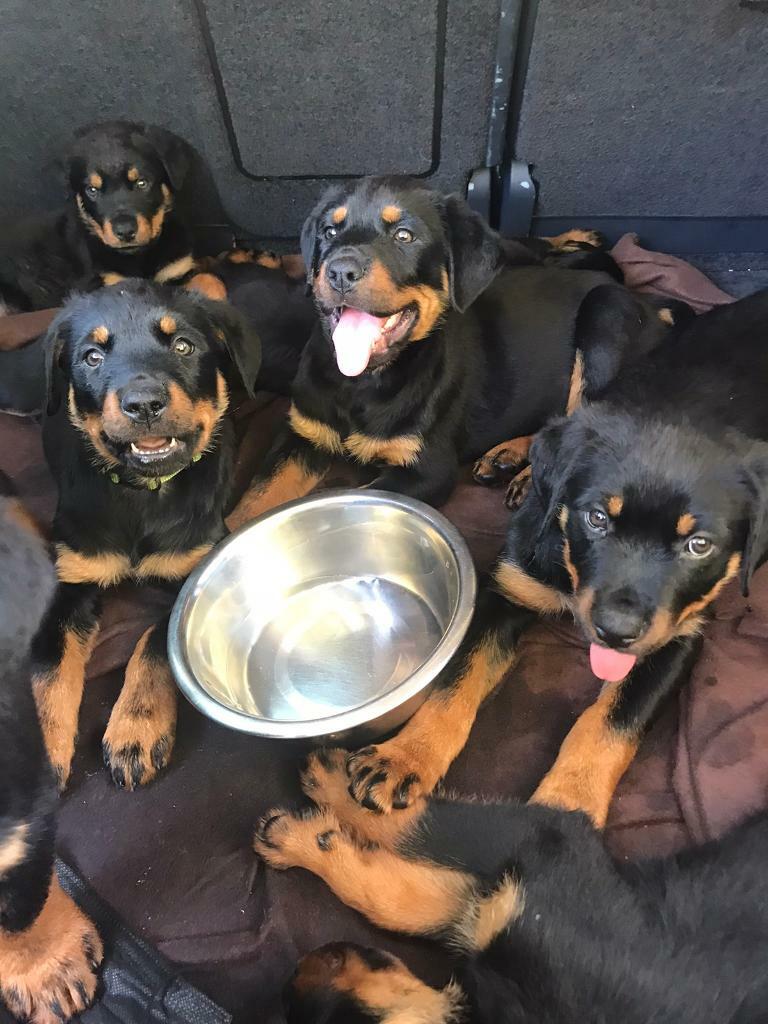 Rottweiller puppies for sale in Boston, Lincolnshire Gumtree
