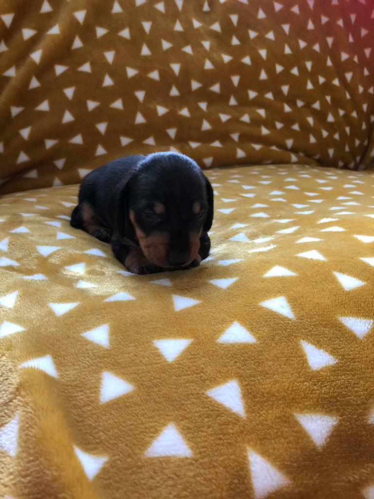 Mini Dachshund Smooth Haired Dapple Black Tan L K In