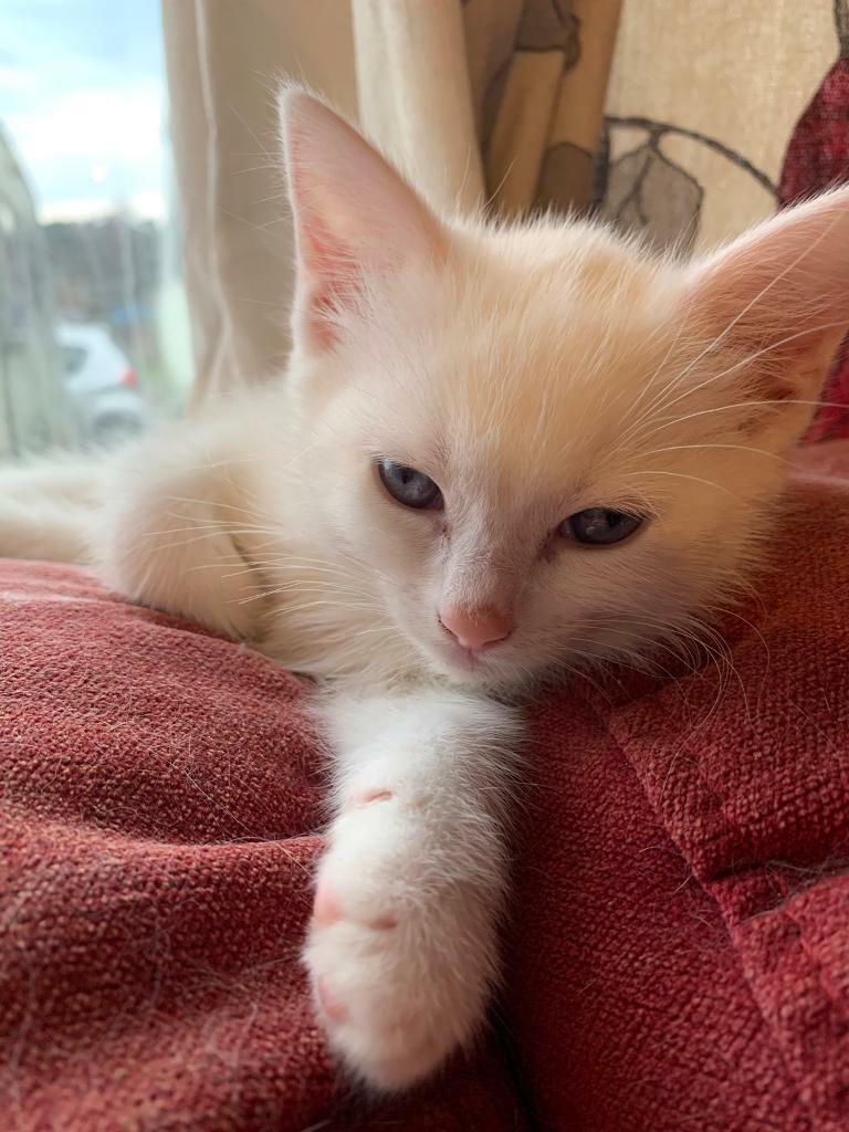 White baby kittens. Half Ragdoll. ready now just 1 girl available in