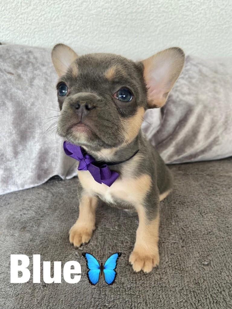37+ Best French Bulldog Bloodlines Image Bleumoonproductions