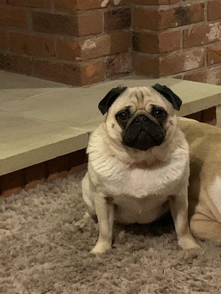 2 year old Male Pug for sale in Littleover, Derbyshire Gumtree