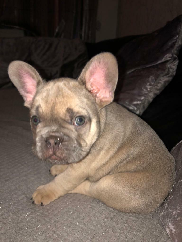 French Bulldog Pups for sale in Beswick, Manchester Gumtree