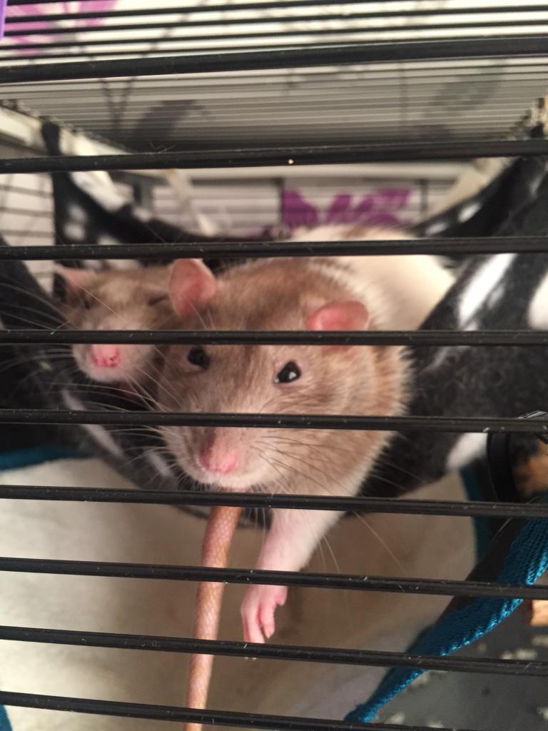 Two lovely, friendly female rats. in Benfleet, Essex Gumtree