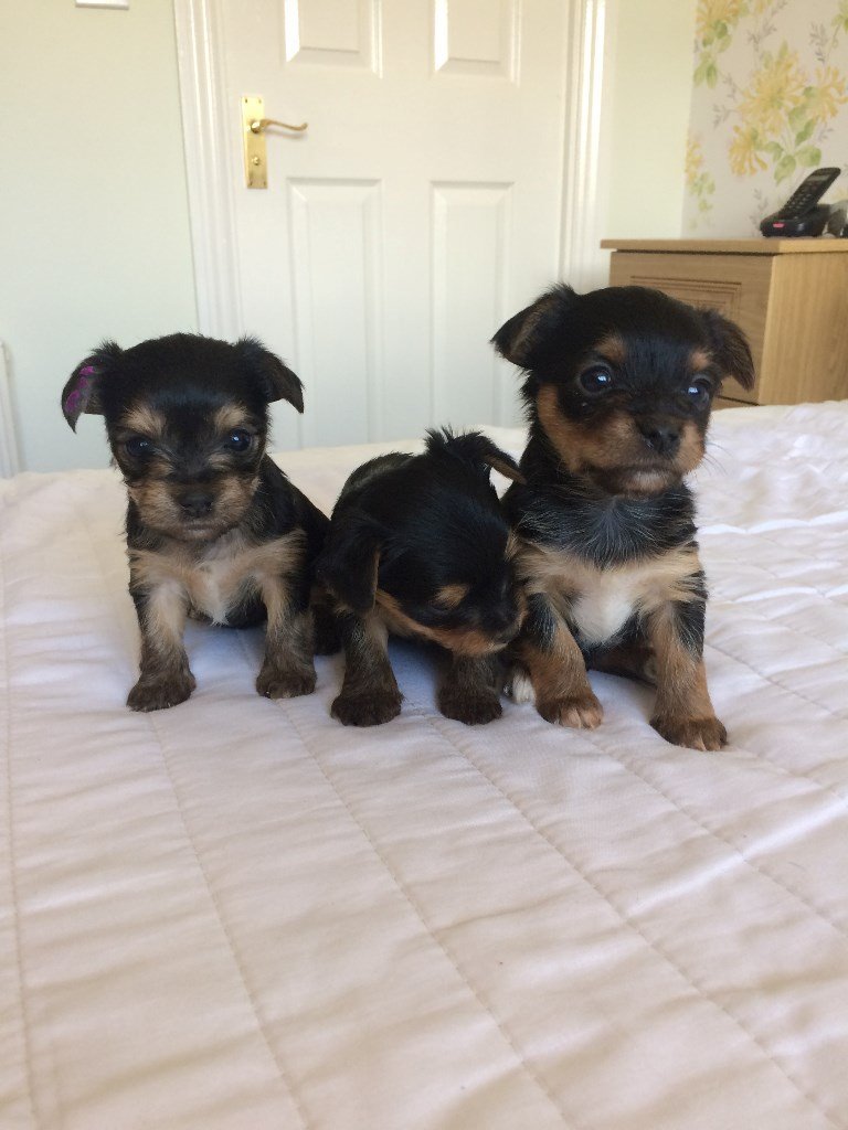 Chorkie pups for sale in Tranent, East Lothian Gumtree