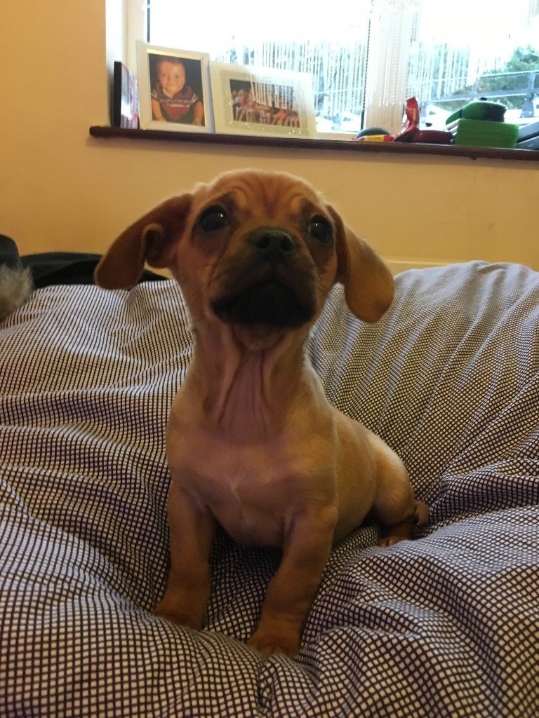 Cavalier King Charles Spaniel X Pug puppy! in Benfleet, Essex Gumtree