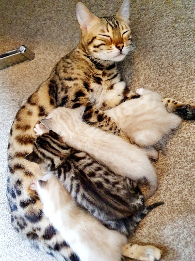 Bengal x Ragdoll mix Kittens | in Stoke-on-Trent, Staffordshire | Gumtree