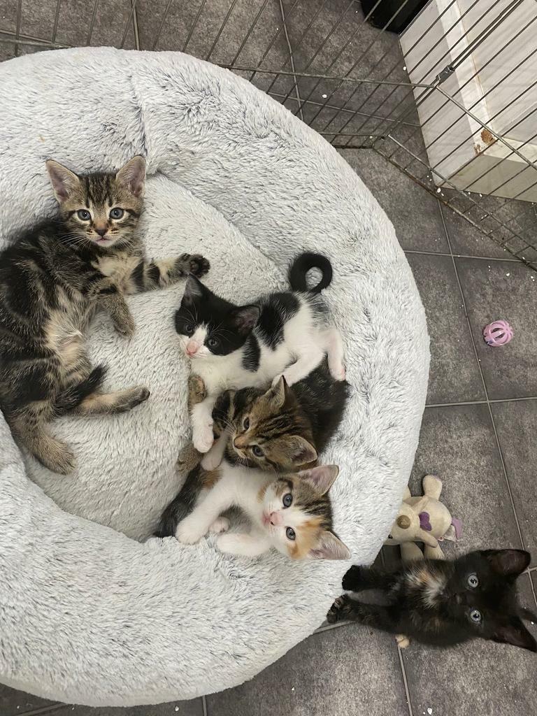 Kittens for Sale in Ulverston, Cumbria Gumtree