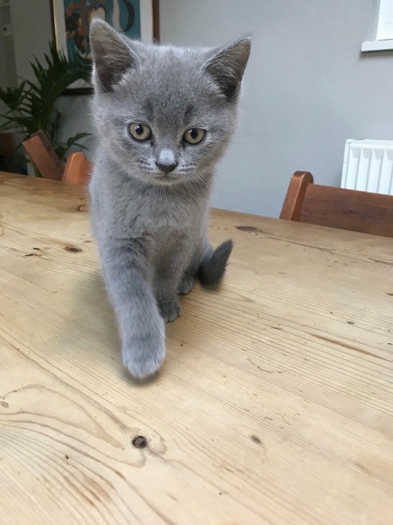 Half British Blue Kittens in Bristol Gumtree