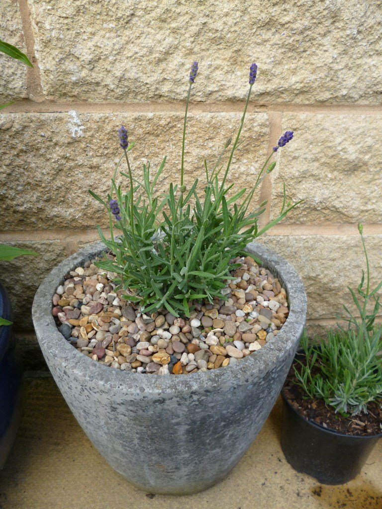 Lavender in lovely Grey Planter Pot in New