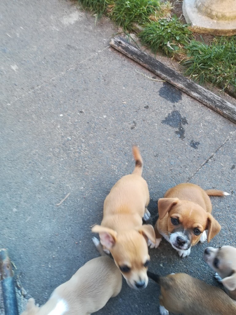 Jackawawa puppies for sale in Spennymoor, County Durham Gumtree