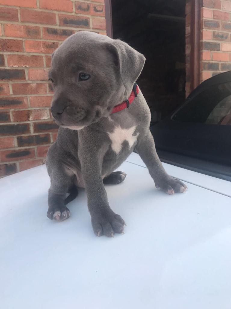 Blue Staffy puppies in Newcastle, Tyne and Wear Gumtree