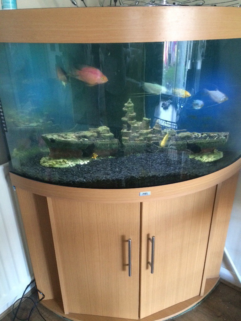 Jewel corner fish tank in Poole, Dorset Gumtree