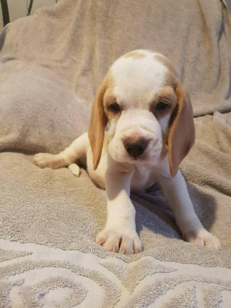 Full beagle puppies in Queenborough, Kent Gumtree