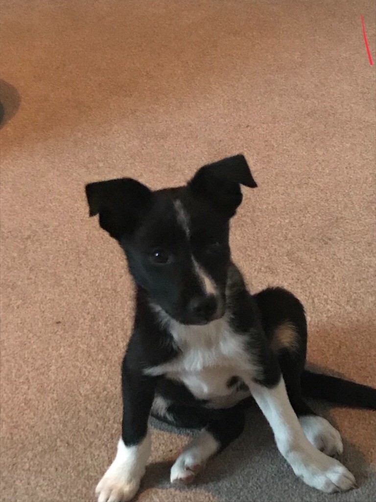 Female border collie puppy for sale in Mosspark, Glasgow Gumtree