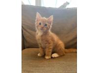Boy Kitten- Ginger with white paws 