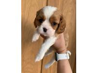 King Charles Cavalier puppies 