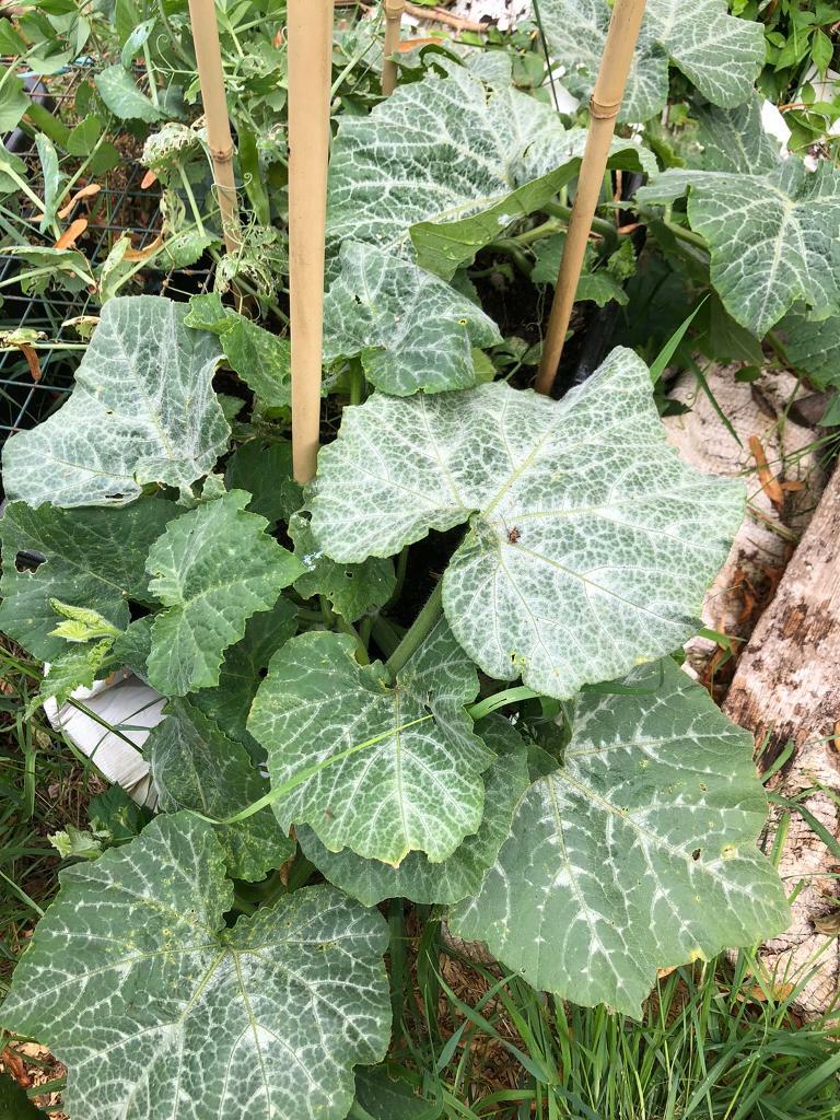 Butternut squash plants , in Datchet, Berkshire Gumtree