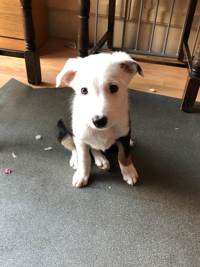 Border collie puppies for sale in Haltwhistle, Northumberland Gumtree