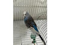 Male and female Budgies for sale