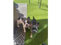 French bull dog puppies 3 months old 