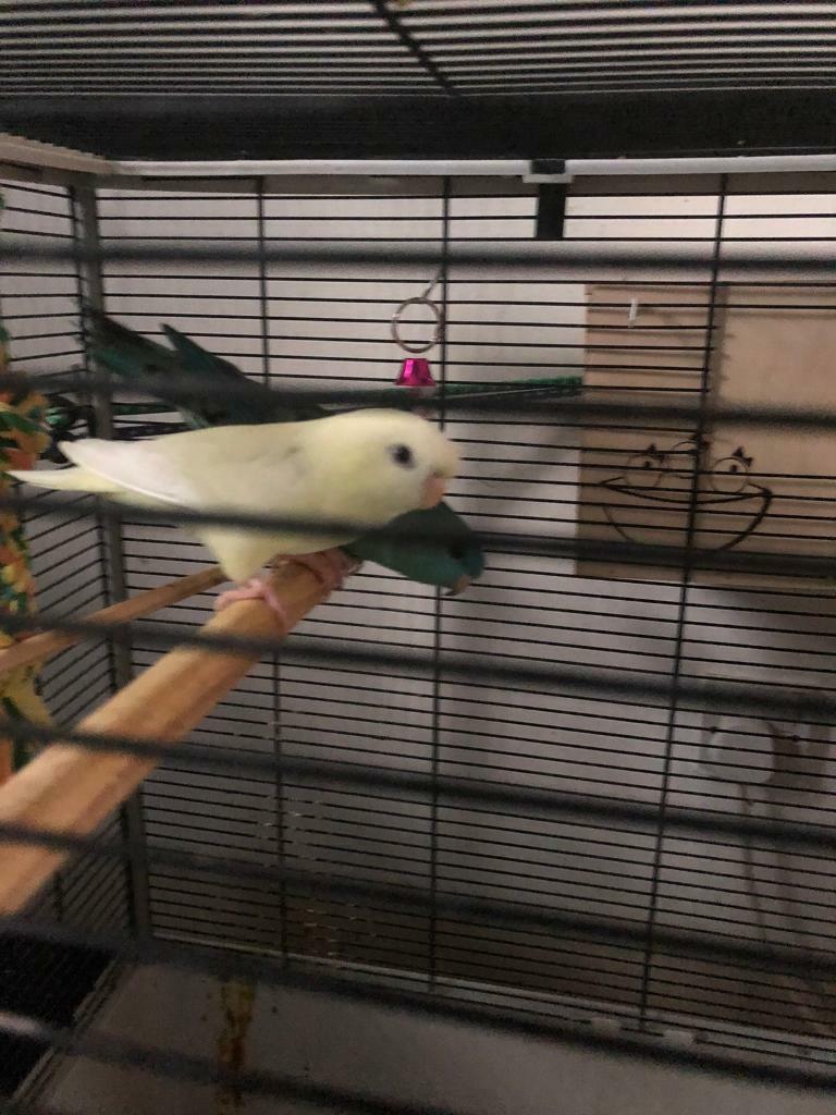 Budgies for sale in East End, Glasgow Gumtree