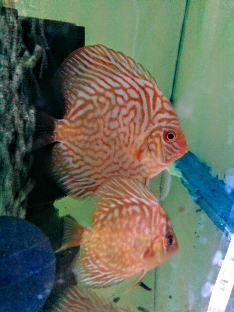 discus fish for sale red tourqoise in Southsea, Hampshire Gumtree