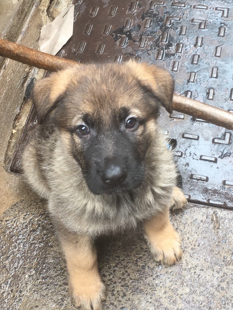 German Shephard Puppies in Blaenavon, Torfaen Gumtree