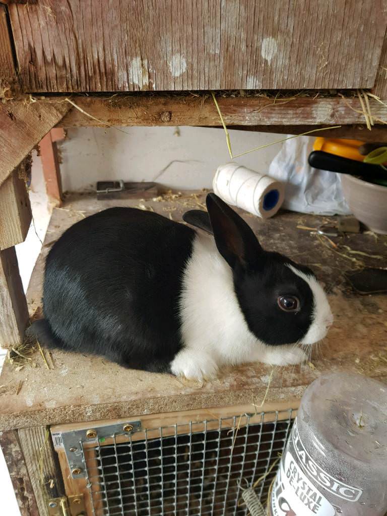 Dutch Rabbits in Radstock, Somerset Gumtree