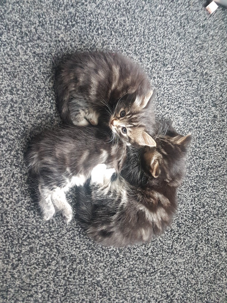 3 fluffy kittens for sale in Methil, Fife Gumtree