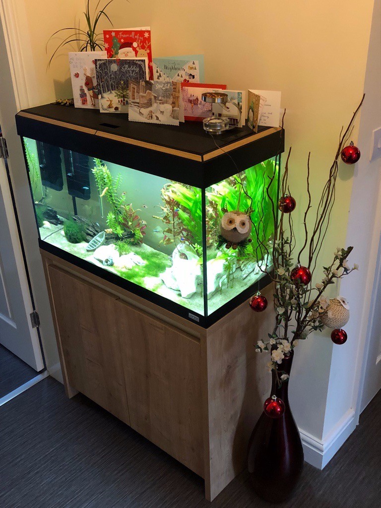 PROFESSIONAL HEAVILY PLANTED FISH TANK WITH TROPICAL FISH, UNDER