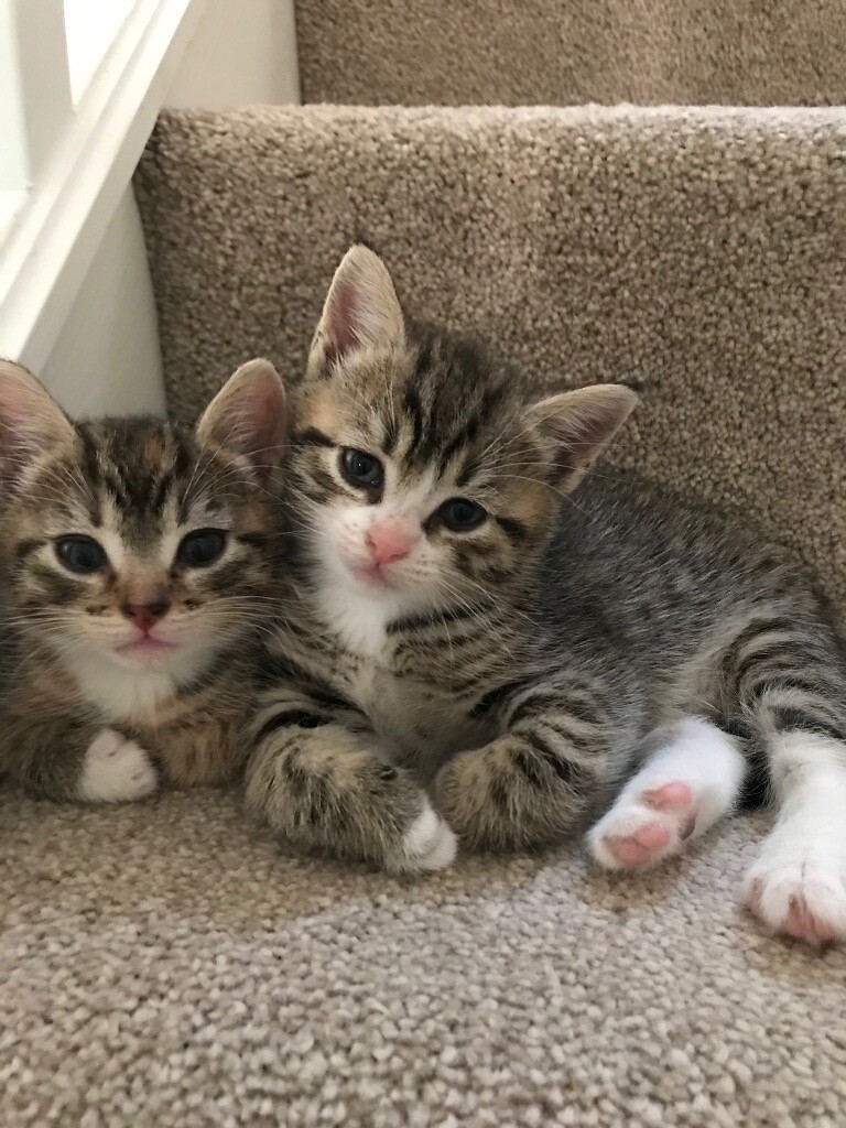 Two female tabby kittens in Newcastle, Tyne and Wear Gumtree