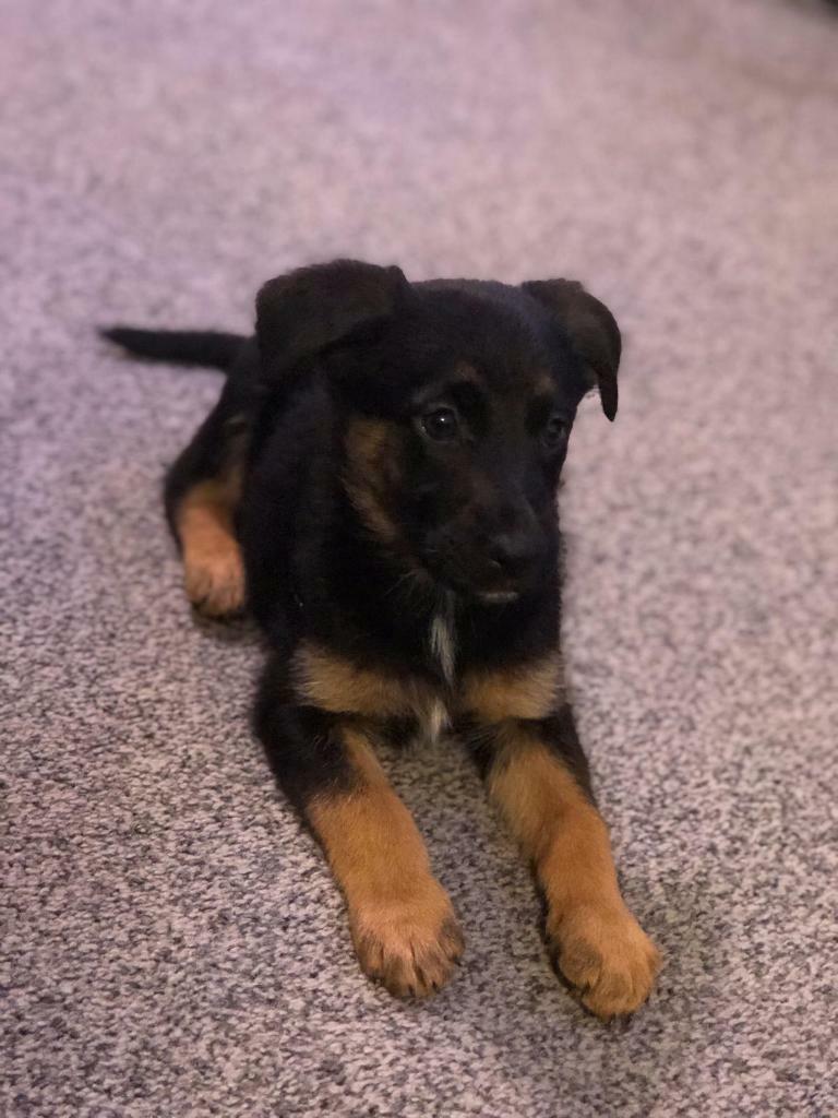 German Shepherd Collie Cross Puppies For Sale Sheltie Collie X Shepherd