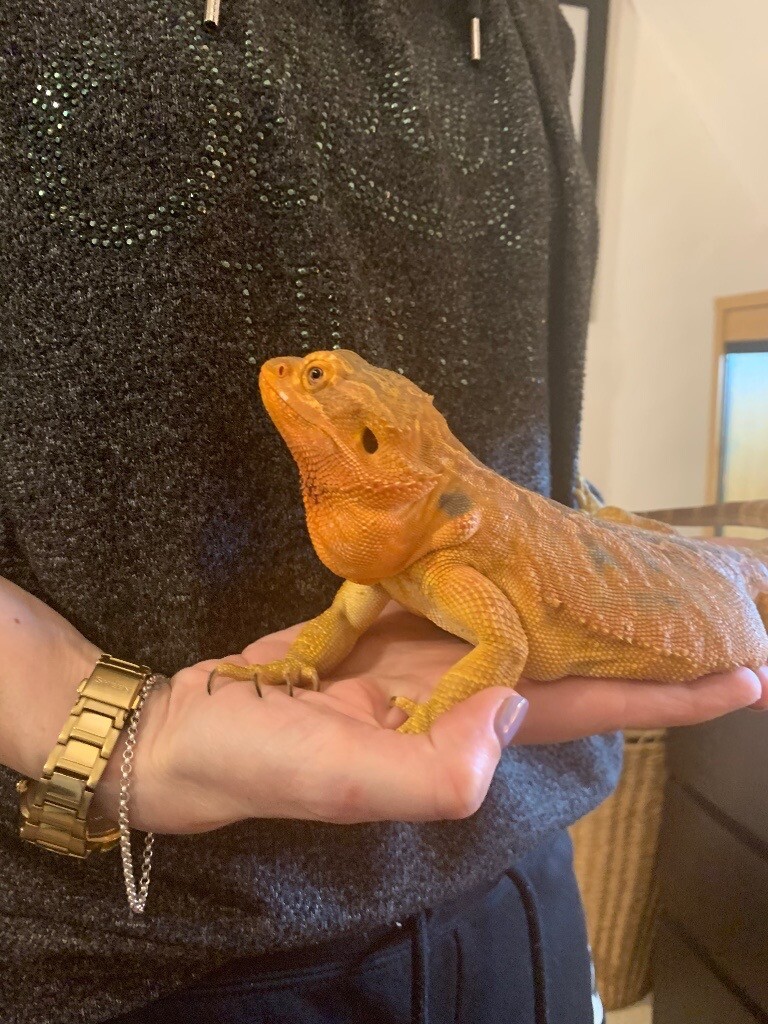 3 year old Bearded Dragon with complete set up. in Lutterworth