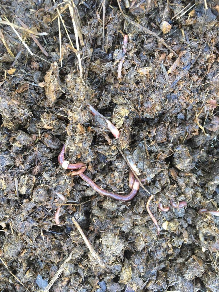 Horse Manure Hot Composted, Fertiliser, Soil Improver, Mulch, Worm