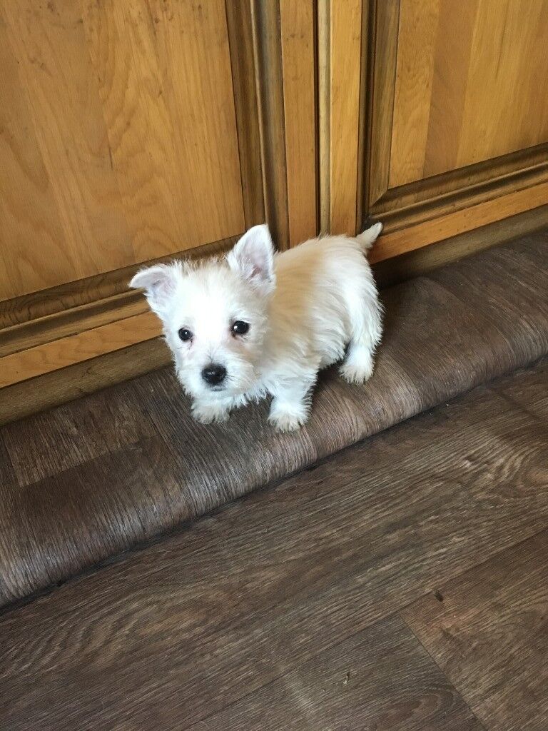 westie dog pup 8 weeks old microchipped vet checked 1st