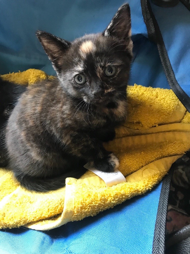 4 very friendly part siamese kittens for sale | in Hayes, London | Gumtree