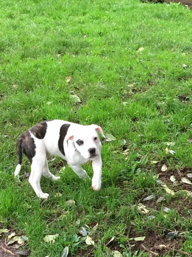 French cross staffy bull in Dawlish, Devon Gumtree