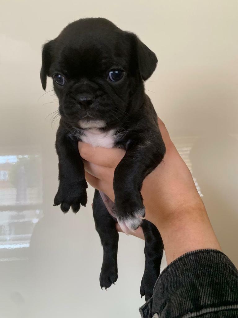 Frug pups in Castlereagh, Belfast Gumtree