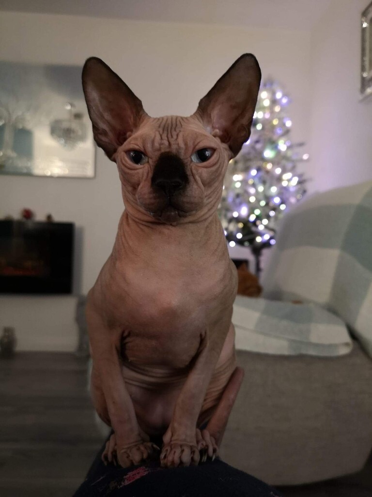 Female Spayed cat in Lisburn, County Antrim Gumtree