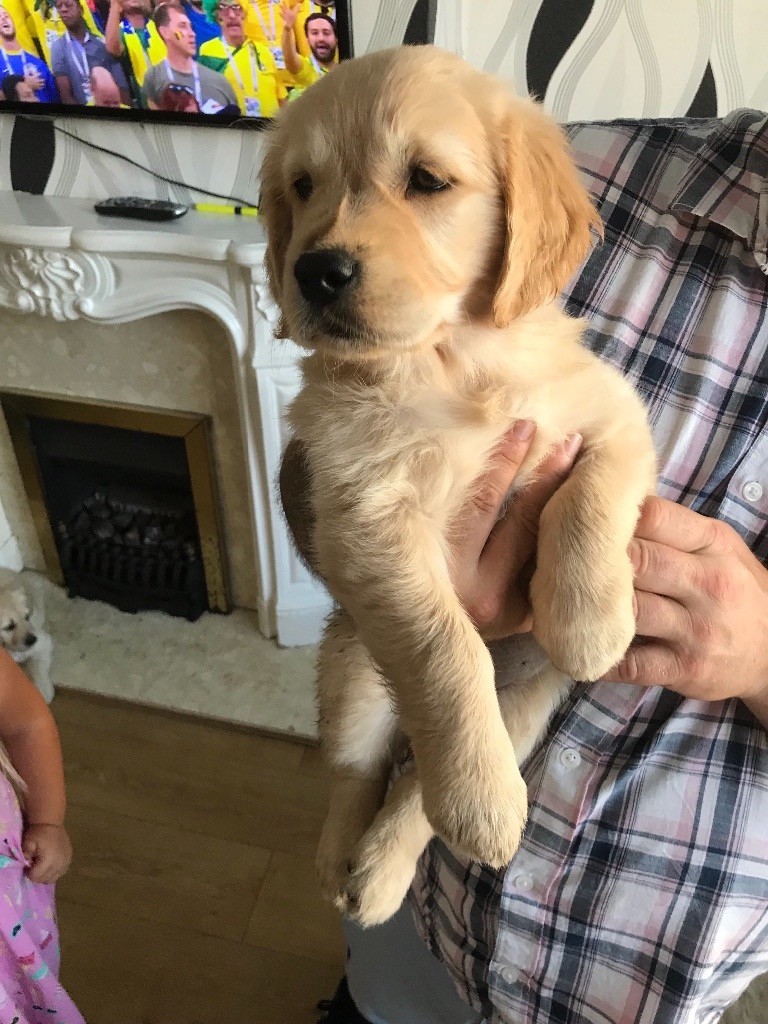 Female golden retriever puppy for sale in Portsmouth, Hampshire Gumtree