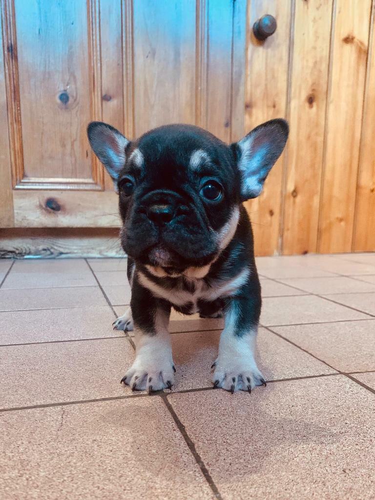 FRENCH BULLDOG PUPPIES in Stowmarket, Suffolk Gumtree