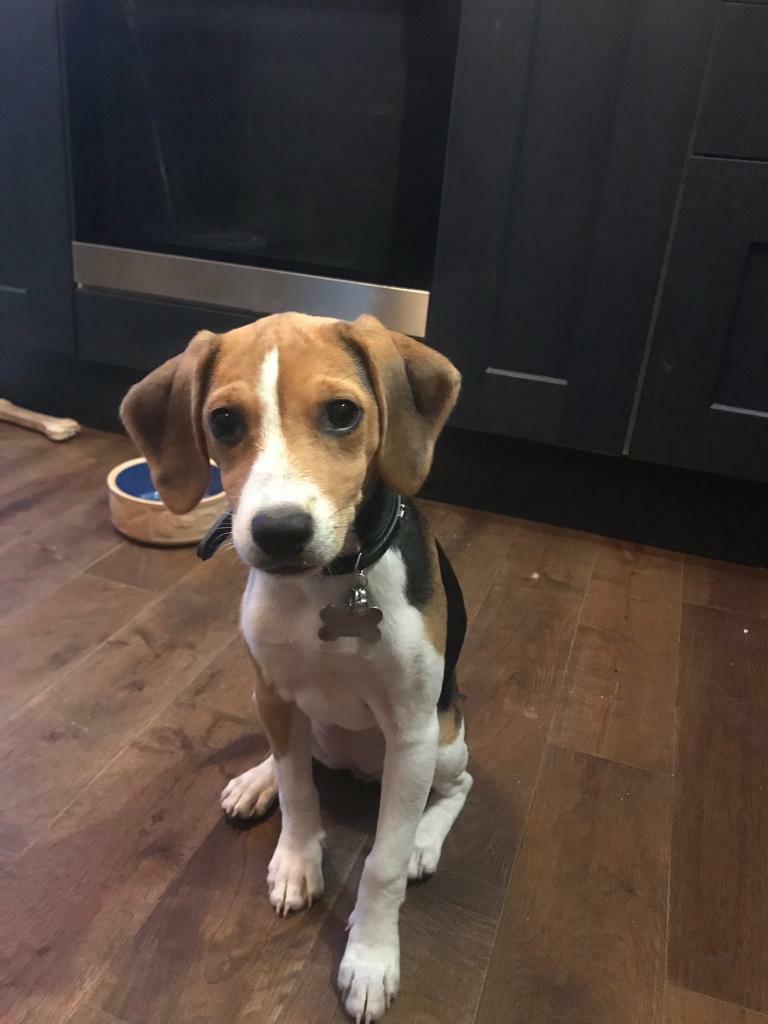 Beagle in Chingford, London Gumtree